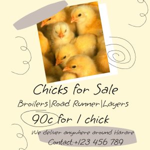 Chicks for sale Paper Handwrite Square