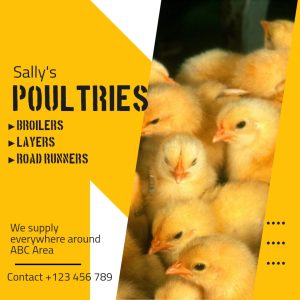 Poultry Supply Business Gold Square