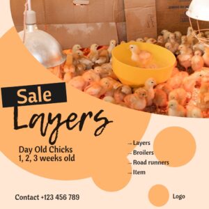 Chicken Layers Sale Brown Orange Square