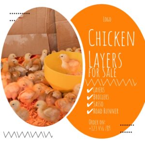 Poultry Chicken Layers Sale Orange Square