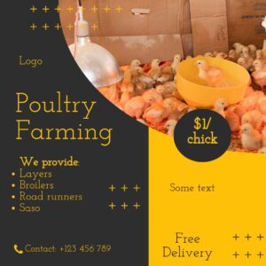 Poultry Farming Gold Black Square Facebook Post